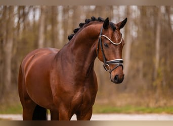 Oldenbourg, Hongre, 5 Ans, 163 cm, Bai