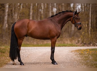 Oldenbourg, Hongre, 5 Ans, 163 cm, Bai