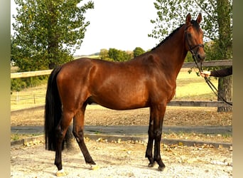 Oldenbourg, Hongre, 5 Ans, 163 cm, Bai