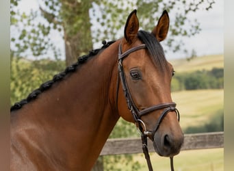 Oldenbourg, Hongre, 5 Ans, 163 cm, Bai