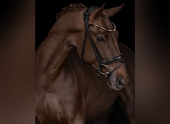 Oldenbourg, Hongre, 5 Ans, 164 cm, Alezan brûlé