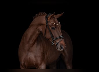 Oldenbourg, Hongre, 5 Ans, 164 cm, Alezan brûlé