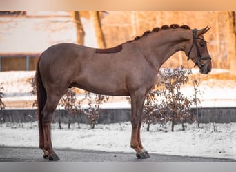 Oldenbourg, Hongre, 5 Ans, 164 cm, Alezan brûlé