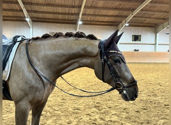 Oldenbourg, Hongre, 5 Ans, 164 cm, Alezan brûlé