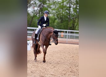 Oldenbourg, Hongre, 5 Ans, 164 cm, Alezan brûlé
