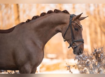 Oldenbourg, Hongre, 5 Ans, 164 cm, Alezan brûlé