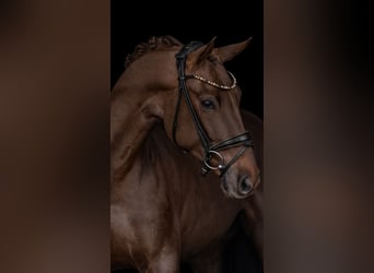 Oldenbourg, Hongre, 5 Ans, 164 cm, Alezan brûlé