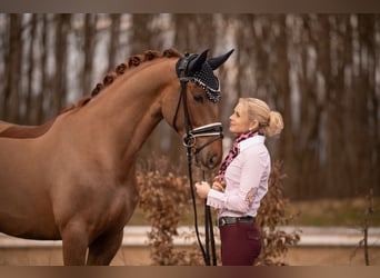 Oldenbourg, Hongre, 5 Ans, 164 cm, Alezan brûlé