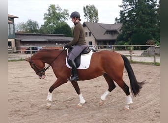Oldenbourg, Hongre, 5 Ans, 164 cm, Bai