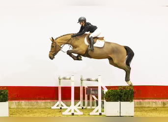 Oldenbourg, Hongre, 5 Ans, 164 cm