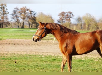 Oldenbourg, Hongre, 5 Ans, 165 cm, Alezan