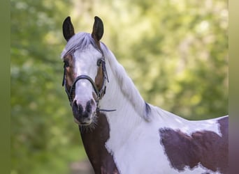 Oldenbourg, Hongre, 5 Ans, 165 cm, Pinto
