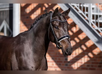 Oldenbourg, Hongre, 5 Ans, 166 cm, Bai brun foncé