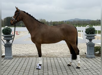 Oldenbourg, Hongre, 5 Ans, 166 cm, Bai