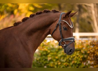 Oldenbourg, Hongre, 5 Ans, 167 cm, Alezan brûlé Oldenbourg, Hongre, 5 Ans, 167 cm, Alezan brûlé