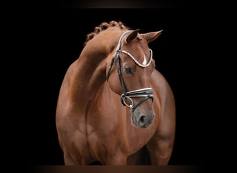 Oldenbourg, Hongre, 5 Ans, 167 cm, Alezan brûlé Oldenbourg, Hongre, 5 Ans, 167 cm, Alezan brûlé