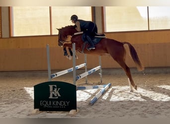 Oldenbourg, Hongre, 5 Ans, 167 cm, Alezan brûlé