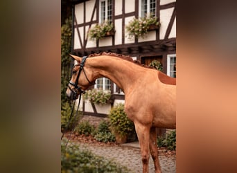 Oldenbourg, Hongre, 5 Ans, 167 cm, Alezan