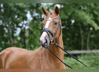 Oldenbourg, Hongre, 5 Ans, 167 cm, Alezan