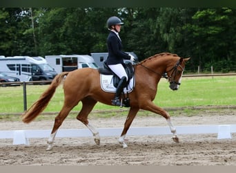 Oldenbourg, Hongre, 5 Ans, 167 cm, Alezan