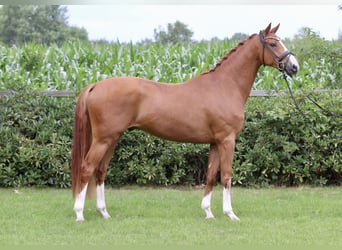 Oldenbourg, Hongre, 5 Ans, 167 cm, Alezan
