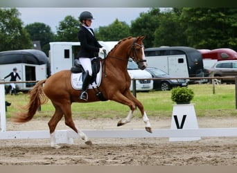 Oldenbourg, Hongre, 5 Ans, 167 cm, Alezan