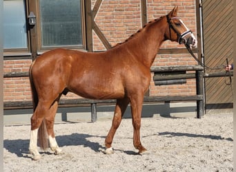Oldenbourg, Hongre, 5 Ans, 167 cm, Alezan