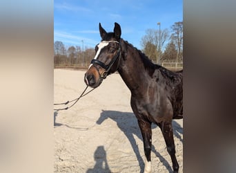 Oldenbourg, Hongre, 5 Ans, 167 cm, Bai brun