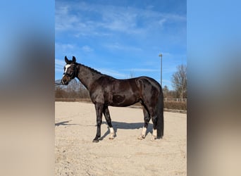 Oldenbourg, Hongre, 5 Ans, 167 cm, Bai brun