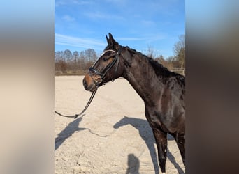 Oldenbourg, Hongre, 5 Ans, 167 cm, Bai brun