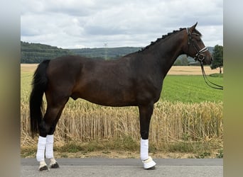 Oldenbourg, Hongre, 5 Ans, 167 cm, Bai brun
