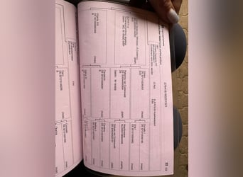 Oldenbourg, Hongre, 5 Ans, 167 cm, Bai brun