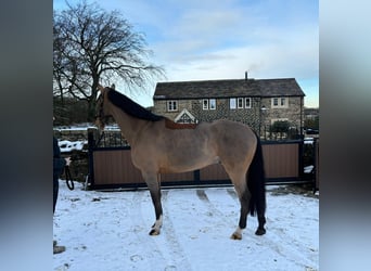 Oldenbourg, Hongre, 5 Ans, 167 cm, Bai cerise