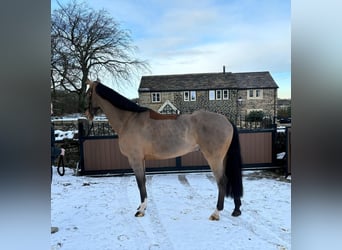 Oldenbourg, Hongre, 5 Ans, 167 cm, Bai cerise