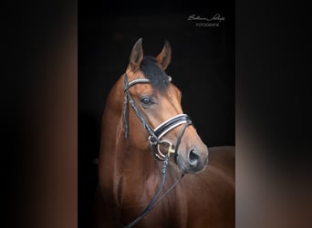 Oldenbourg, Hongre, 5 Ans, 167 cm, Bai