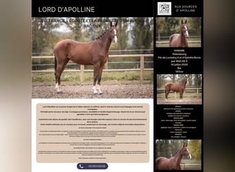 Oldenbourg, Hongre, 5 Ans, 167 cm, Bai