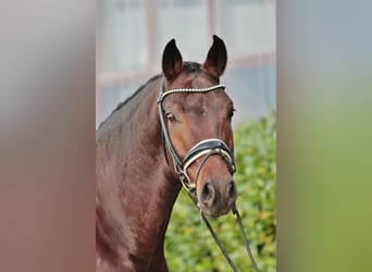 Oldenbourg, Hongre, 5 Ans, 167 cm, Bai