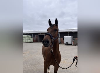 Oldenbourg, Hongre, 5 Ans, 167 cm, Bai