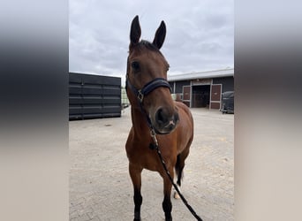 Oldenbourg, Hongre, 5 Ans, 167 cm, Bai