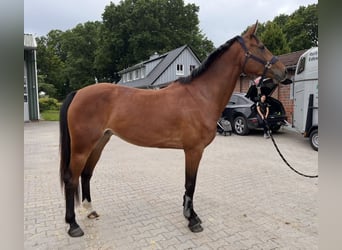 Oldenbourg, Hongre, 5 Ans, 167 cm, Bai