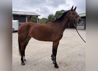 Oldenbourg, Hongre, 5 Ans, 167 cm, Bai