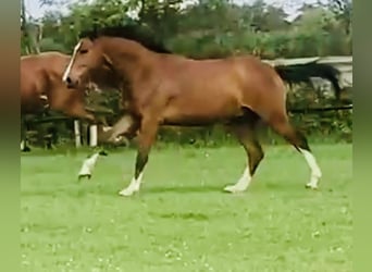 Oldenbourg, Hongre, 5 Ans, 167 cm, Bai