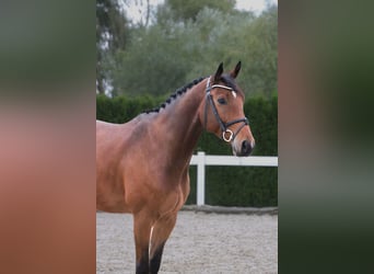 Oldenbourg, Hongre, 5 Ans, 167 cm, Bai