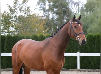 Oldenbourg, Hongre, 5 Ans, 167 cm, Bai