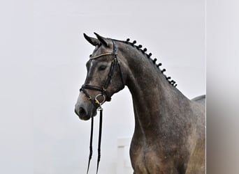 Oldenbourg, Hongre, 5 Ans, 167 cm, Gris noir
