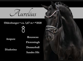 Oldenbourg, Hongre, 5 Ans, 167 cm, Noir