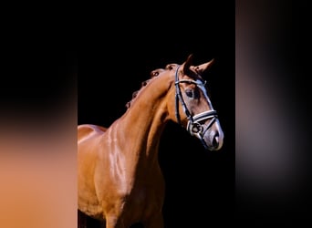 Oldenbourg, Hongre, 5 Ans, 168 cm, Alezan brûlé