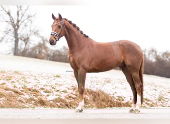 Oldenbourg, Hongre, 5 Ans, 168 cm, Alezan