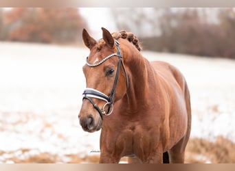 Oldenbourg, Hongre, 5 Ans, 168 cm, Alezan