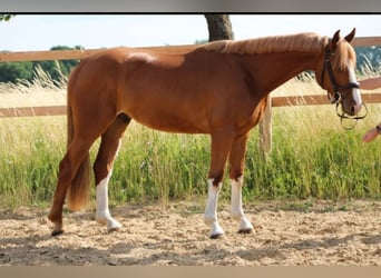 Oldenbourg, Hongre, 5 Ans, 168 cm, Alezan